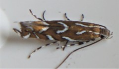 Parectopa pennsylvaniella