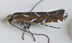 Parectopa pennsylvaniella