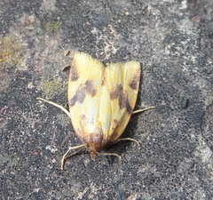 Aphelia peramplana