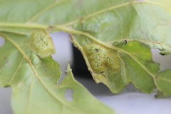 Melikaiella ostensackeni