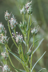 Plantago sempervirens