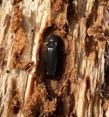 Melanotus castanipes