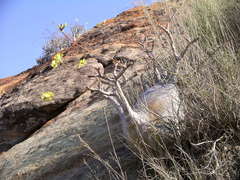 Pachypodium gracilius image