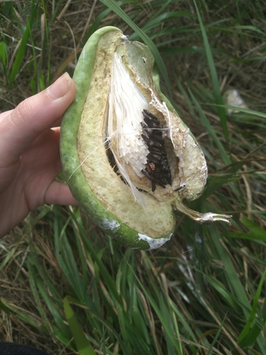 Moth Vine