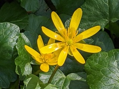 Ficaria verna verna