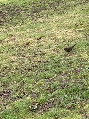 Turdus merula