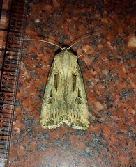 Agrotis spinifera