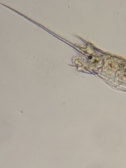 Kellicottia bostoniensis