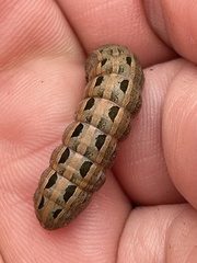 Spodoptera littoralis