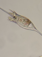 Kellicottia bostoniensis