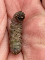 Spodoptera littoralis