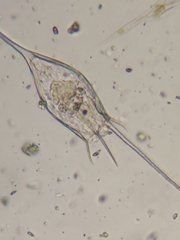Kellicottia bostoniensis