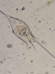 Kellicottia bostoniensis