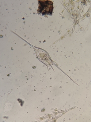 Kellicottia bostoniensis
