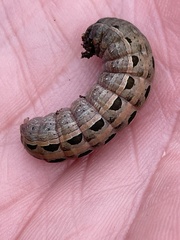 Spodoptera littoralis