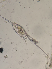 Kellicottia bostoniensis
