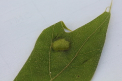 Melikaiella ostensackeni