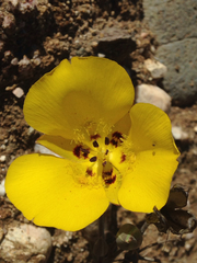 Calochortus clavatus