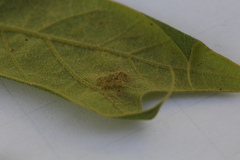 Melikaiella ostensackeni