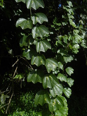 Passiflora andersonii
