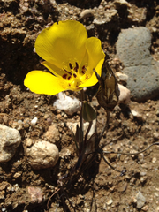 Calochortus clavatus