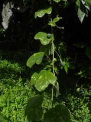 Passiflora andersonii