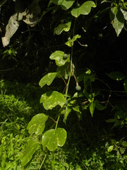 Passiflora andersonii