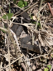 Nerodia sipedon williamengelsi