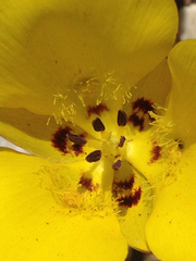 Calochortus clavatus