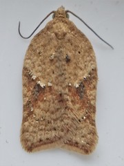 Acleris cornana