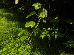Passiflora andersonii