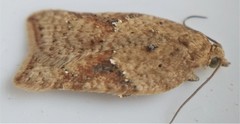 Acleris cornana