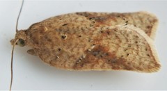 Acleris cornana