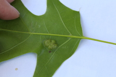 Melikaiella ostensackeni