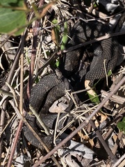 Nerodia sipedon williamengelsi