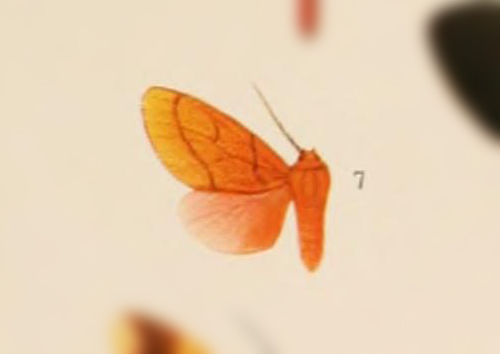 Neidalia ockendeni