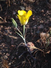 Calochortus clavatus