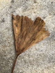 Bartheletia paradoxa