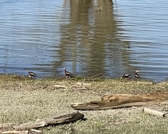 Dendrocygna autumnalis