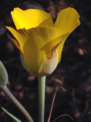 Calochortus clavatus