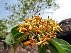 Tarenna fragrans
