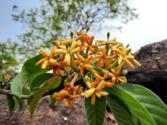 Tarenna fragrans