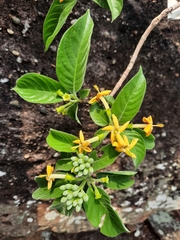 Tarenna fragrans