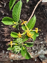 Tarenna fragrans