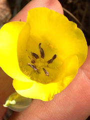 Calochortus clavatus