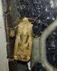 Agrotis spinifera