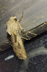 Agrotis spinifera