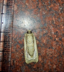 Agrotis spinifera