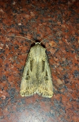 Agrotis spinifera