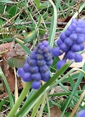 Muscari botryoides